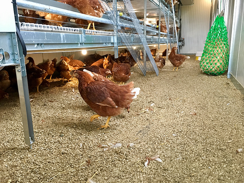 mobile Hühnerhaltung, Freiland, Eier, Huhn, Hühner, Bauernhof